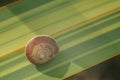 Snail on a green and yellow lanceolate leaf. Formium Phormium variegated. Detail macro