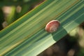 Snail on a green and yellow lanceolate leaf. Formium Phormium variegated. Detail macro