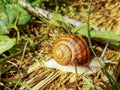 Snail on the ground Royalty Free Stock Photo