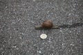 Snail on the ground with 1 euro coin