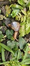 Snail on the ground with green leave Royalty Free Stock Photo