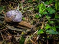 Snail on ground Royalty Free Stock Photo