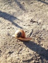Snail on the ground Royalty Free Stock Photo