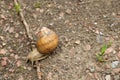 Snail on the ground Royalty Free Stock Photo