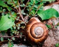 Snail on the ground between stones and leaves Royalty Free Stock Photo