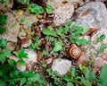 Snail on the ground between stones and leaves Royalty Free Stock Photo