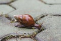 Snail on ground Royalty Free Stock Photo