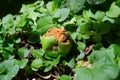 Snail on a half-eaten apple among the lush green foliage of plants in the garden on a bright sunny summer day natural Royalty Free Stock Photo