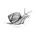 Snail. A hand-drawn snail with a shell. Cochlea slides to the left.