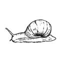 Snail hand drawn vector illustration Royalty Free Stock Photo