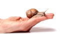 Snail in the hand isolated on white background Royalty Free Stock Photo