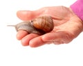 Snail in the hand isolated on white background Royalty Free Stock Photo