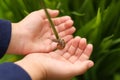 Snail in the hands of children
