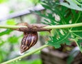 Snail hanging on a branch Royalty Free Stock Photo