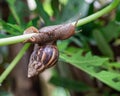 Snail hanging on a branch. Royalty Free Stock Photo