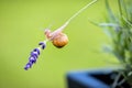 Snail hanging on a branch of lavender Royalty Free Stock Photo