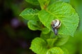 Snail hanging on a green leaf Royalty Free Stock Photo