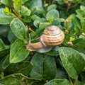 Snail hanging on the hedge - Cornu aspersum syn. Cryptomphalus aspersus  - garden snail Royalty Free Stock Photo