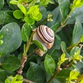 Snail hanging on the hedge - Cornu aspersum syn. Cryptomphalus aspersus  - garden snail Royalty Free Stock Photo