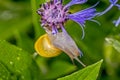 Snail hanging on a leaf close up Royalty Free Stock Photo