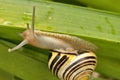 Snail hanging on a leaf close up Royalty Free Stock Photo