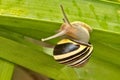 Snail hanging on a leaf close up Royalty Free Stock Photo