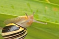 Snail hanging on a leaf close up Royalty Free Stock Photo