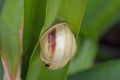 Snail hanging on a leaf Royalty Free Stock Photo