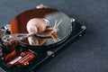 Snail on the hard drive. Slow memory. Old computer hardware