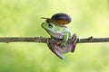 Snail on head dumpy frog, frog on branch Royalty Free Stock Photo