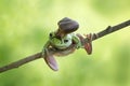 Snail on head dumpy frog, frog on branch