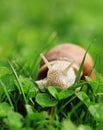 Snail. Helix pomatia. Royalty Free Stock Photo