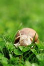 Snail. Helix pomatia. Royalty Free Stock Photo