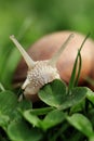 Snail. Helix pomatia. Royalty Free Stock Photo