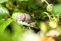 Snail (Helix pomatia) against strawberry leaf Royalty Free Stock Photo