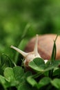 Snail. Helix pomatia. Royalty Free Stock Photo