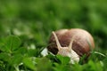 Snail. Helix pomatia. Royalty Free Stock Photo