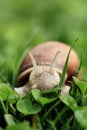 Snail (Helix pomatia) Royalty Free Stock Photo
