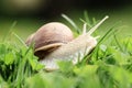 Snail (Helix pomatia) Royalty Free Stock Photo