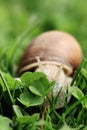 Snail. Helix pomatia. Royalty Free Stock Photo
