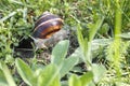 Snail Royalty Free Stock Photo