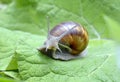 Snail (Helix pomatia) Royalty Free Stock Photo