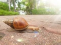 Snail slowly moving walk in garden success concept Royalty Free Stock Photo