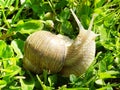 Snail Helix pomatia on a walk through the spring grass Royalty Free Stock Photo