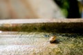 Snail Helix, Roman snail, edible snail, escargot on old jar. S