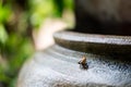 Snail Helix, Roman snail, edible snail, escargot on old jar. S Royalty Free Stock Photo