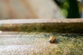 Snail Helix, Roman snail, edible snail, escargot on old jar. S Royalty Free Stock Photo