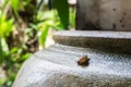 Snail Helix, Roman snail, edible snail, escargot on old jar. S Royalty Free Stock Photo