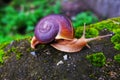 Snail Hemiplecta distincta Royalty Free Stock Photo