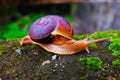 Snail Hemiplecta distincta Royalty Free Stock Photo